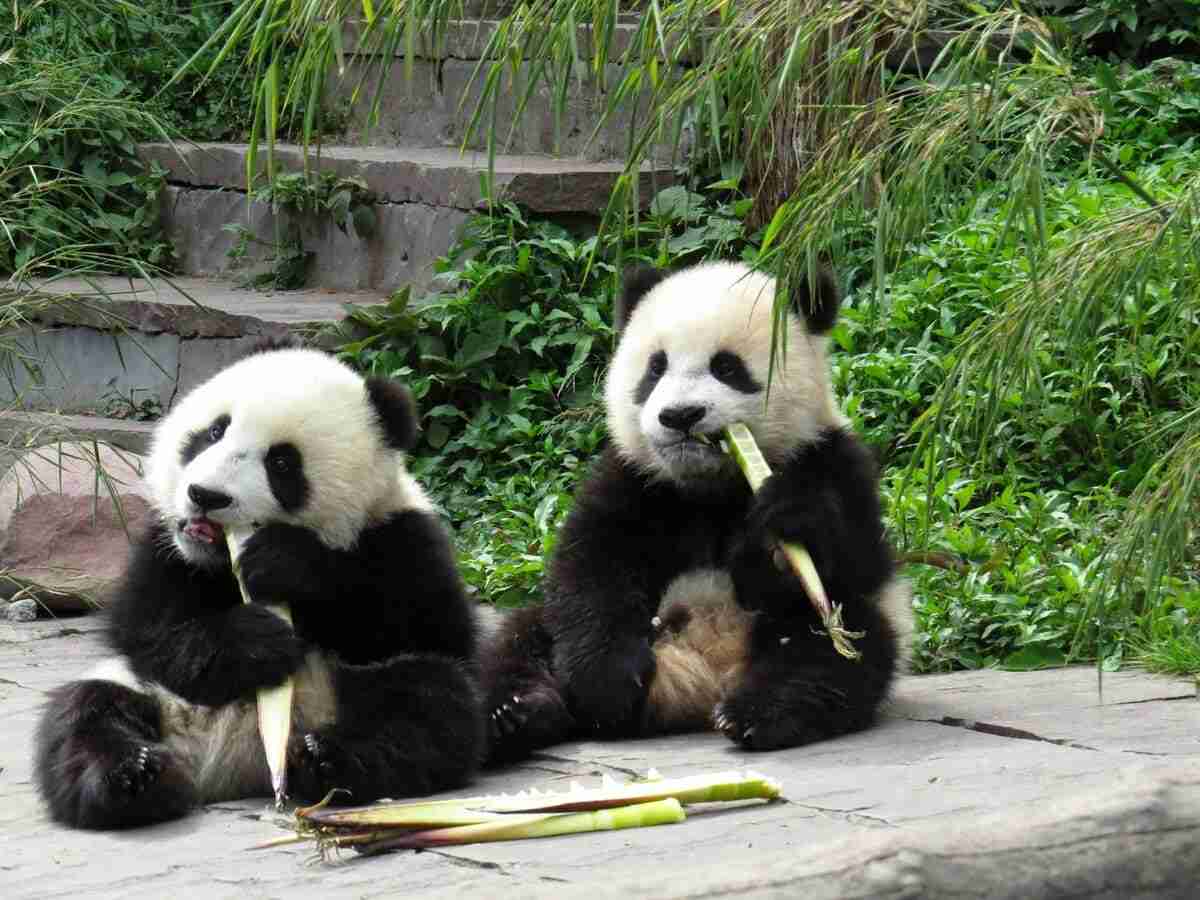 中国の「パンダ外交」、2頭がアトランタへ－訪米中の習近平氏が発表 | TBS CROSS DIG with Bloomberg
