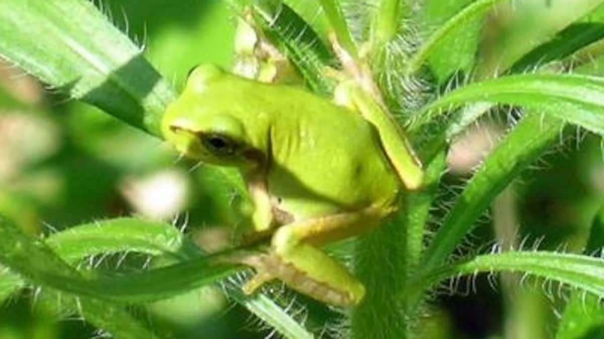 がんを死滅させる細菌、アマガエルから発見　注射1回で腸の腫瘍完治　特効薬となる可能性　びっくりサイエンス - 産経ニュース
