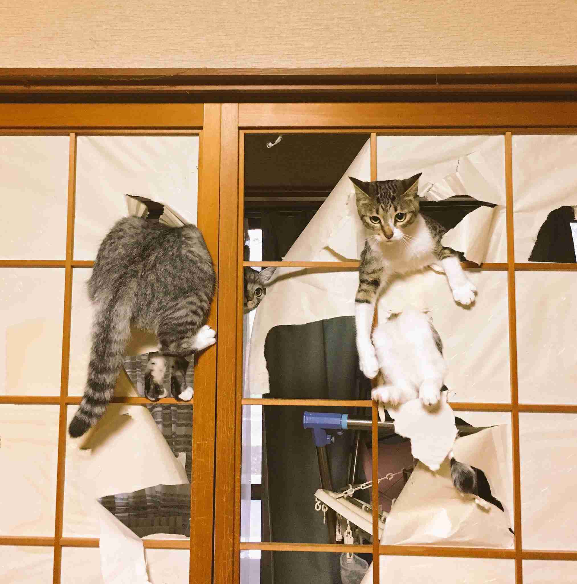 猫の可愛いところをひたすらあげてくトピ【全部は禁止❌】
