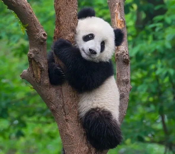 無彩色の動物誰が好き？