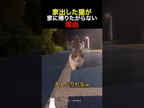 家出した猫が家に帰りたがらない理由