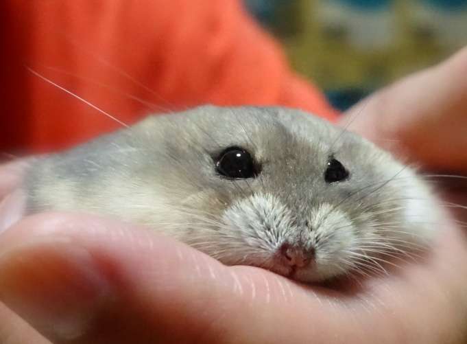 動物の画像を貼ってポケモンっぽい名前をつけるトピ