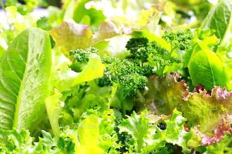 葉物野菜が高い!何食べてる?