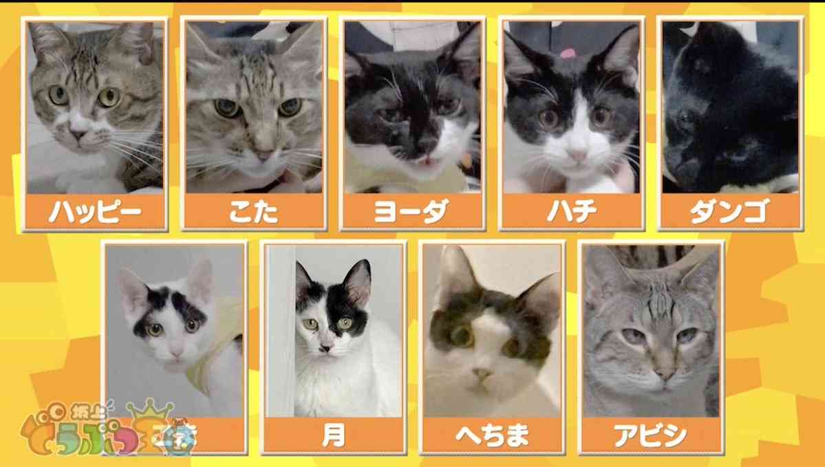 やす子、都内から千葉県に移住していた 新居には保護猫9匹…動物の保護活動に注力へ フジ番組で明らかに