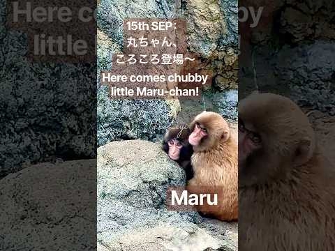 15th SEP：丸ちゃん、ころころ登場〜Here comes chubby little Maru-chan! #panchi #punch #パンチ #babymonkey #cute