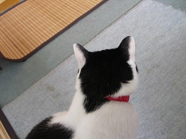 動物の後頭部が好きな人