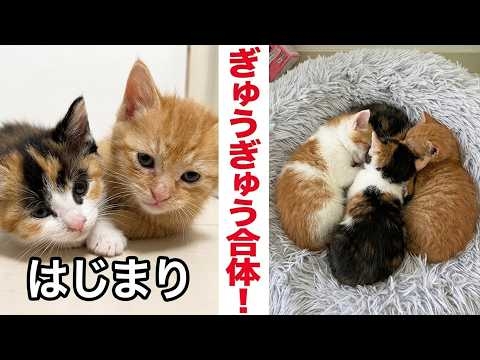 完成！カラフル子猫団子ができるまで The perfect kitty cuddling