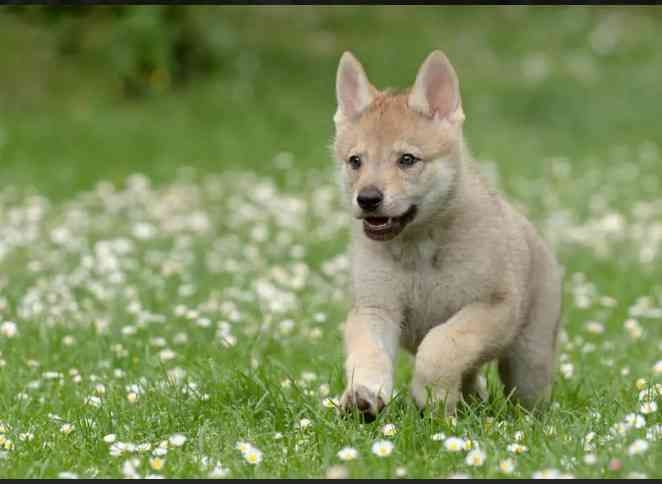 【犬】2歳で性格が変わりましたか？