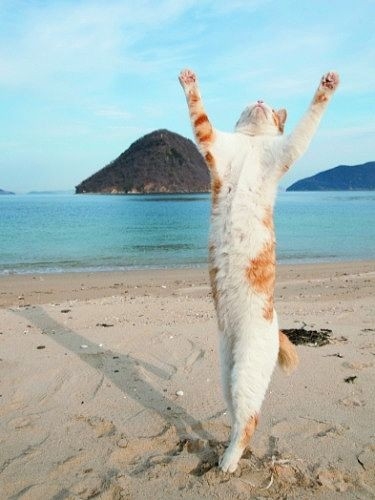 猫の画像を貼ると名前を付けてくれるトピ Part5