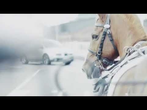 【睡眠用BGM】馬の足音（+ 小さな鳥のさえずり） 1時間！作業 睡眠 読書 瞑想 ヨガ 勉強用BGM