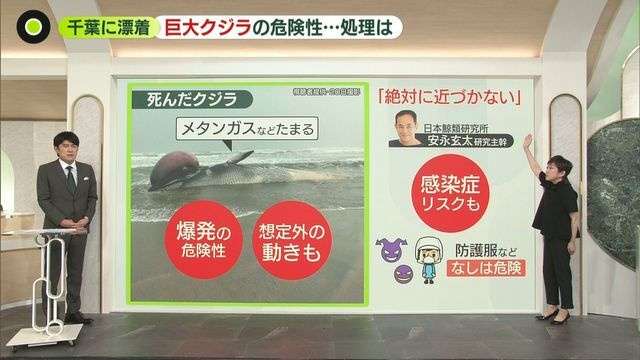 【解説】巨大クジラが千葉に漂着 “爆発”の危険性も 多額の費用が…自治体を悩ます「処理方法」とは