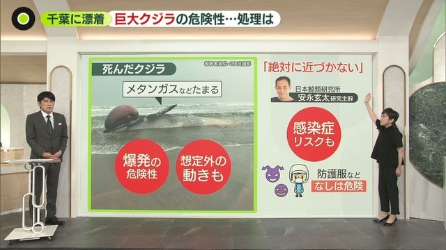 【解説】巨大クジラが千葉に漂着　“爆発”の危険性も　多額の費用が…自治体を悩ます「処理方法」とは（日テレNEWS NNN） - Yahoo!ニュース