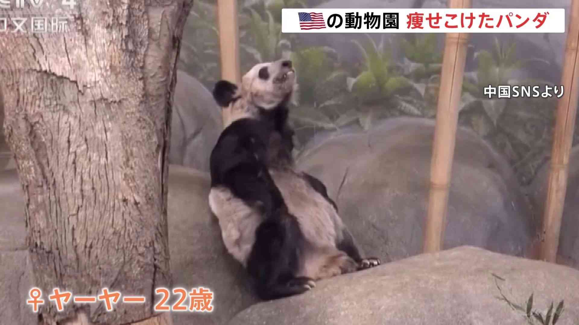 中国の「パンダ外交」、2頭がアトランタへ-訪米中の習近平氏が発表