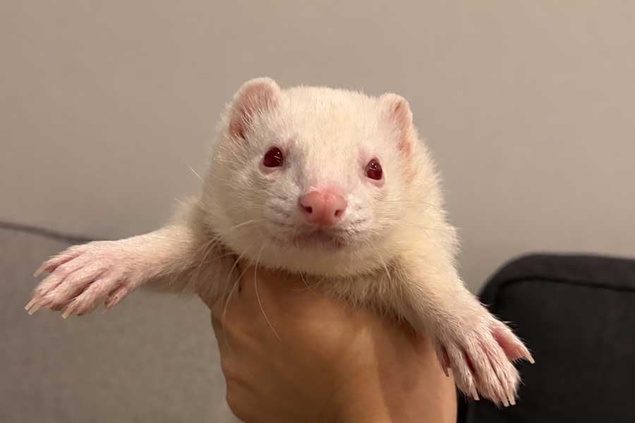 「お金も時間もないけど大型犬を飼いたい」　議論に突き付けた現実、治療費61万円…フェレット飼い主が告白 | Hint-Pot
