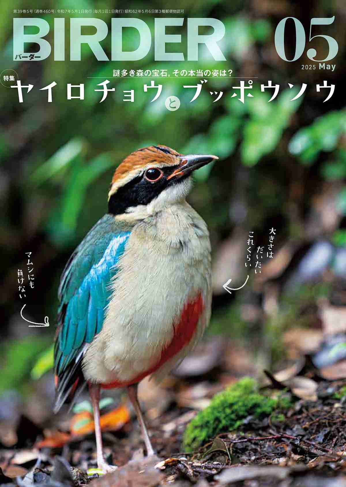 野鳥観察誌は“フェイク写真”混入を危惧…老舗専門誌の世界が直面する「AI革命」のリアル