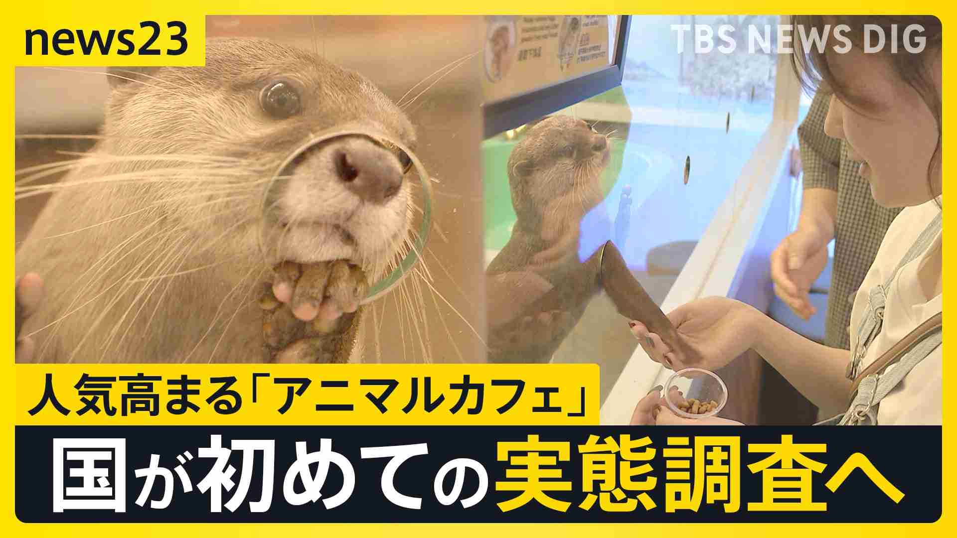 人気高まる「アニマルカフェ」に国が初めての実態調査へ “展示ルール”対応に差も…「動物福祉のリテラシーの向上を」