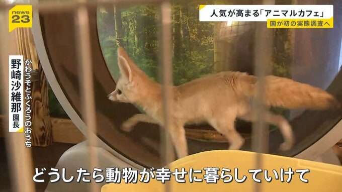 人気高まる「アニマルカフェ」に国が初めての実態調査へ “展示ルール”対応に差も…「動物福祉のリテラシーの向上を」