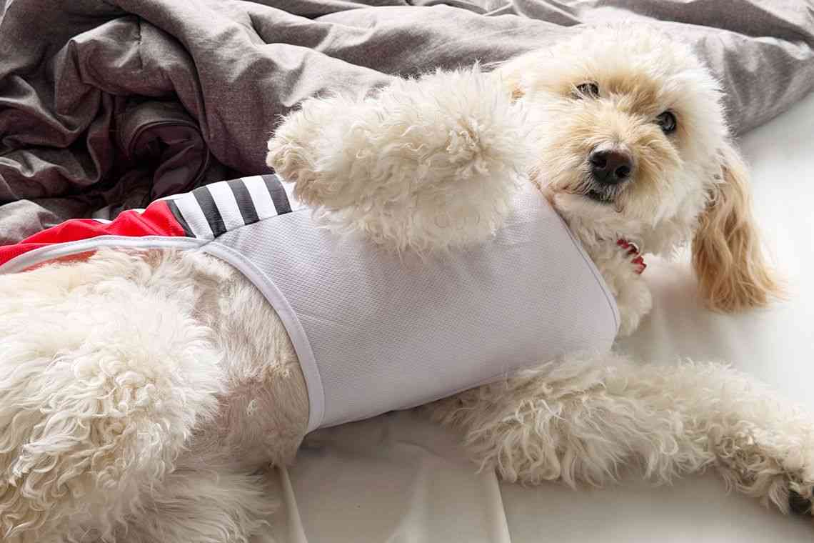 「働く犬はかわいそう」との声もあるけど⋯スキルス性胃がんで闘病中の還暦夫を支える6歳介助犬が「きっと幸せ」な理由