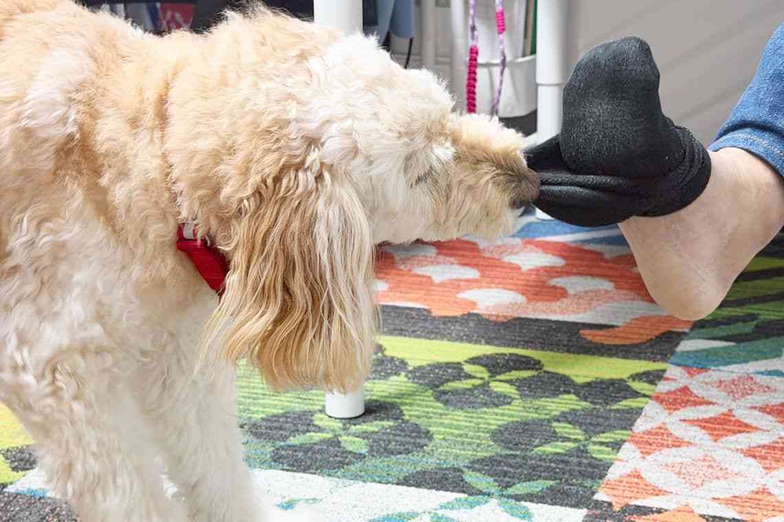 「働く犬はかわいそう」との声もあるけど⋯スキルス性胃がんで闘病中の還暦夫を支える6歳介助犬が「きっと幸せ」な理由
