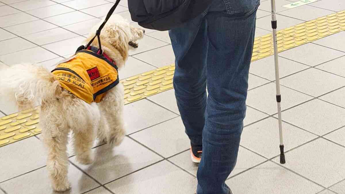 ｢働く犬はかわいそう｣との声もあるけど⋯スキルス性胃がんで闘病中の還暦夫を支える6歳介助犬が｢きっと幸せ｣な理由 | ライフ | 東洋経済オンライン