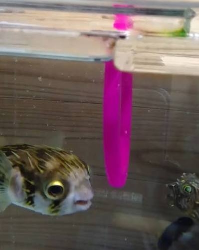 可愛すぎて話題になった動物