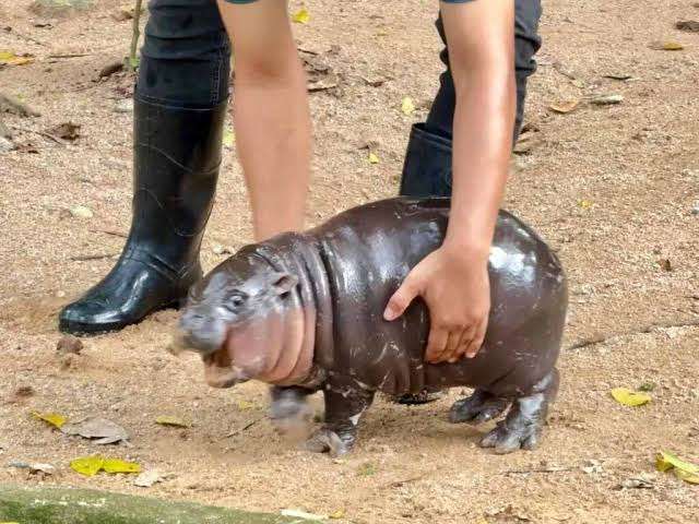 可愛すぎて話題になった動物