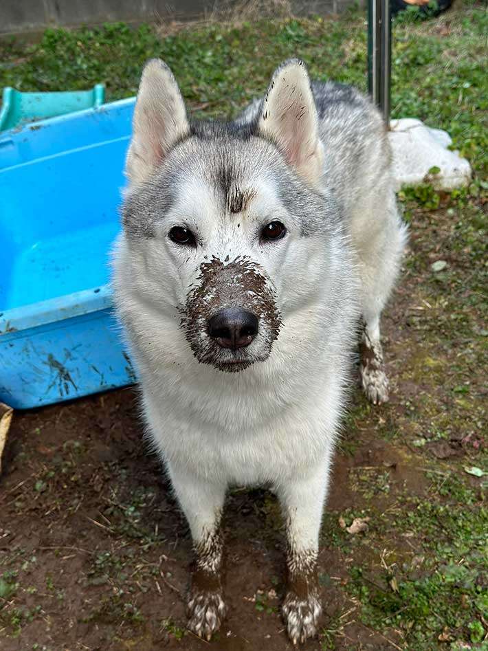 自宅から逃げた飼い犬『ウルフドッグ』散歩中の92歳女性にかみつき全治2か月以上の重傷負わせる…重過失傷害の疑いで67歳女を逮捕〈北海道奈井江町〉