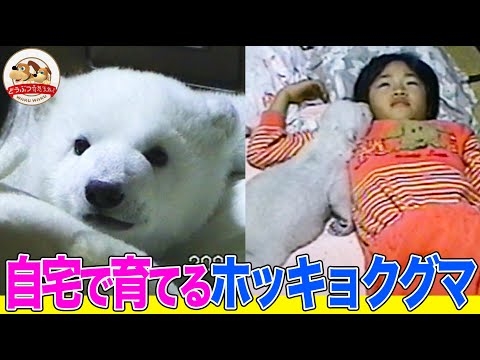 【貴重映像】飼育員の自宅で育てられたホッキョクグマ・ピースの成長物語！とべ動物園で日本初の人工哺育を成功させた