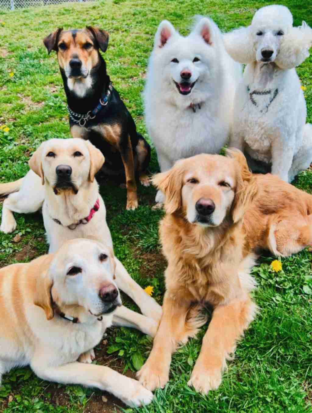 【犬の家庭ガチャ】生まれ変わるなら、どんな家の犬になりたい?