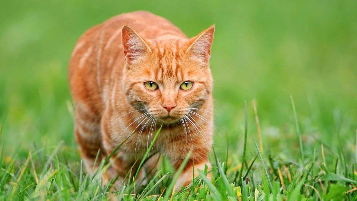 猫の画像を貼ると名前を付けてくれるトピ Part5