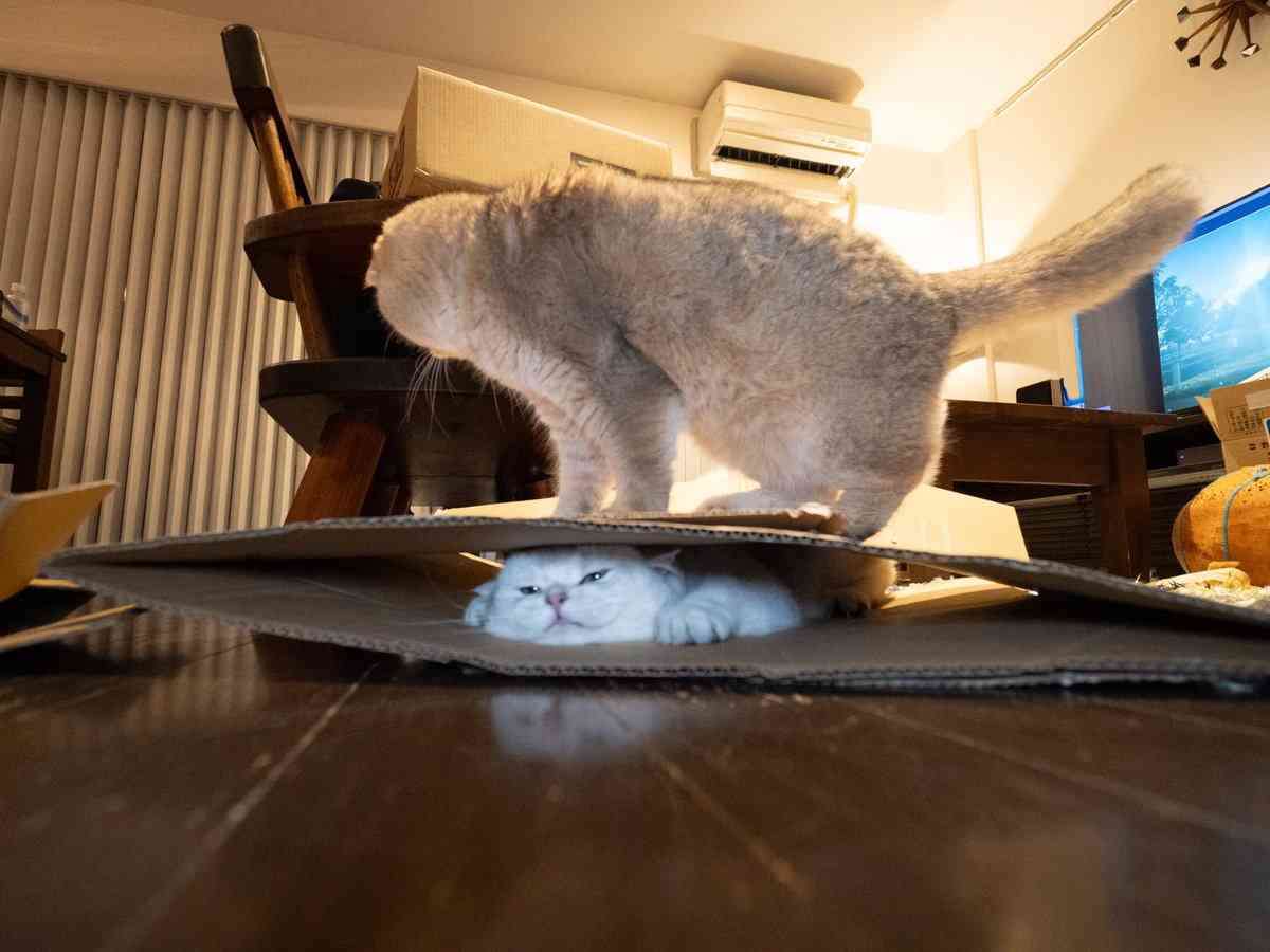 あなたのお気に入りの写真を見せてください
