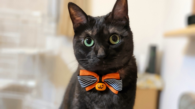 猫の画像を貼ると名前を付けてくれるトピ Part5