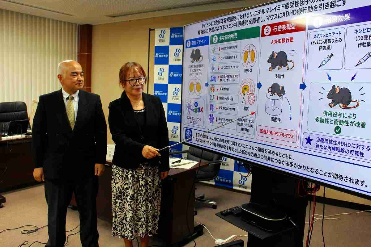 発達障害の一つ「ADHD」、発症メカニズムの一端を解明　福井大研究チーム、新たな治療法の開発期待 | 医療 | 福井のニュース | 福井新聞ONLINE