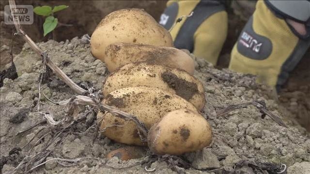 農水省　米じゃがいもの病害虫リスト案公表　主産地から反対の声も…説明会を実施へ（テレビ朝日系（ANN）） - Yahoo!ニュース