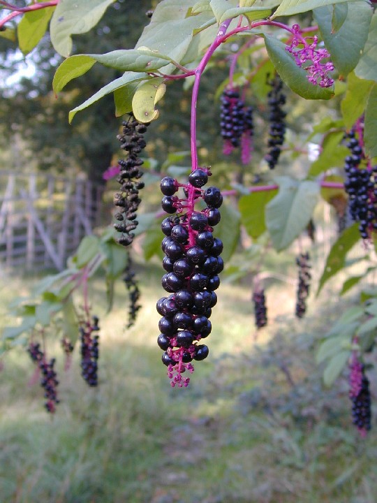 File:Phytolacca-americana-berries.JPG - Wikimedia Commons
