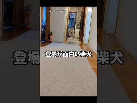 登場の仕方が面白すぎる柴犬?　　#柴犬　#犬　#可愛い犬　#柴犬のいる暮らし #面白い