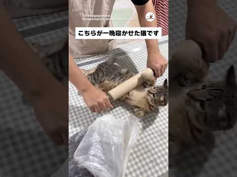 良いキジができました｜PECO