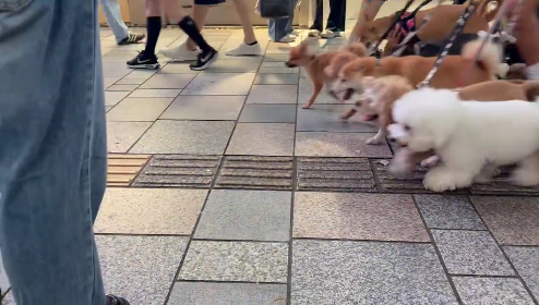 表参道のスニーカー事情を写した動画、突然とんでもない量のワンちゃんたちが出てきて、もはや靴はどうでも良くなった「予想よりも大群で最高だった」