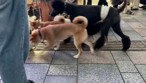 表参道のスニーカー事情を写した動画、突然とんでもない量のワンちゃんたちが出てきて、もはや靴はどうでも良くなった「予想よりも大群で最高だった」