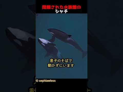 閉鎖された水族館のシャチ