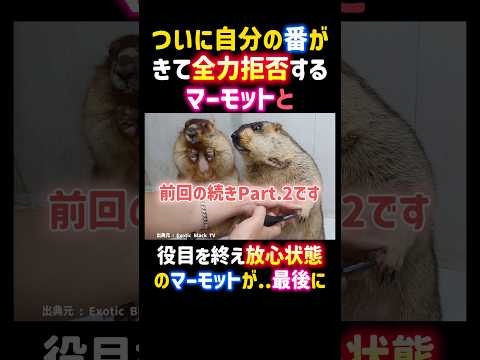 【Part2】ついに自分の番がきて全力拒否するマーモットと役目を終え放心状態のマーモットが...最後に。 #爪切り #マーモット #可愛い #ペット #動物 #marmot #shorts