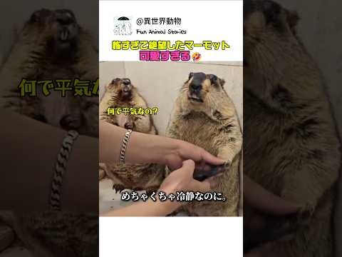 怖すぎて絶望したマーモットが可愛すぎる　#マーモット #動物 #癒やし動画  #おもしろ動物 #かわいい