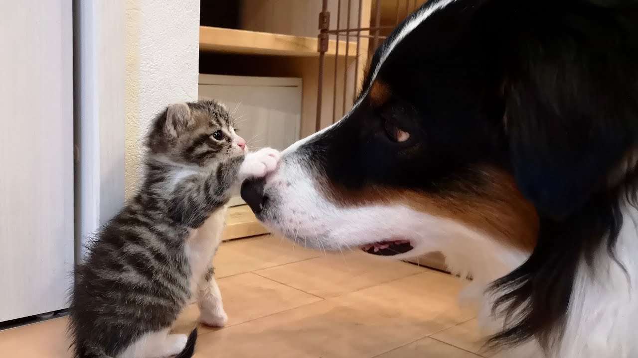 仔猫を拾いました
