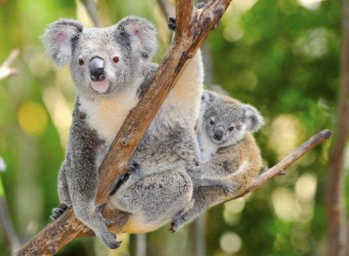 オーストラリアについて知っていること🇦🇺