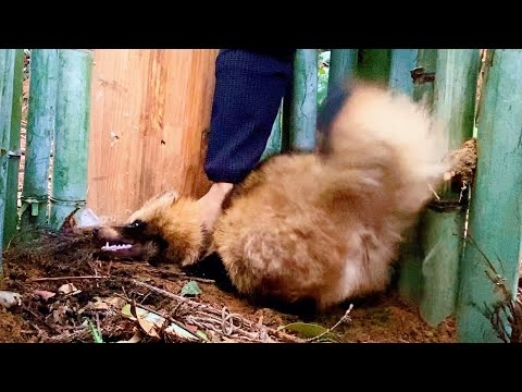 野生のタヌキを強制的にペットにしてみた