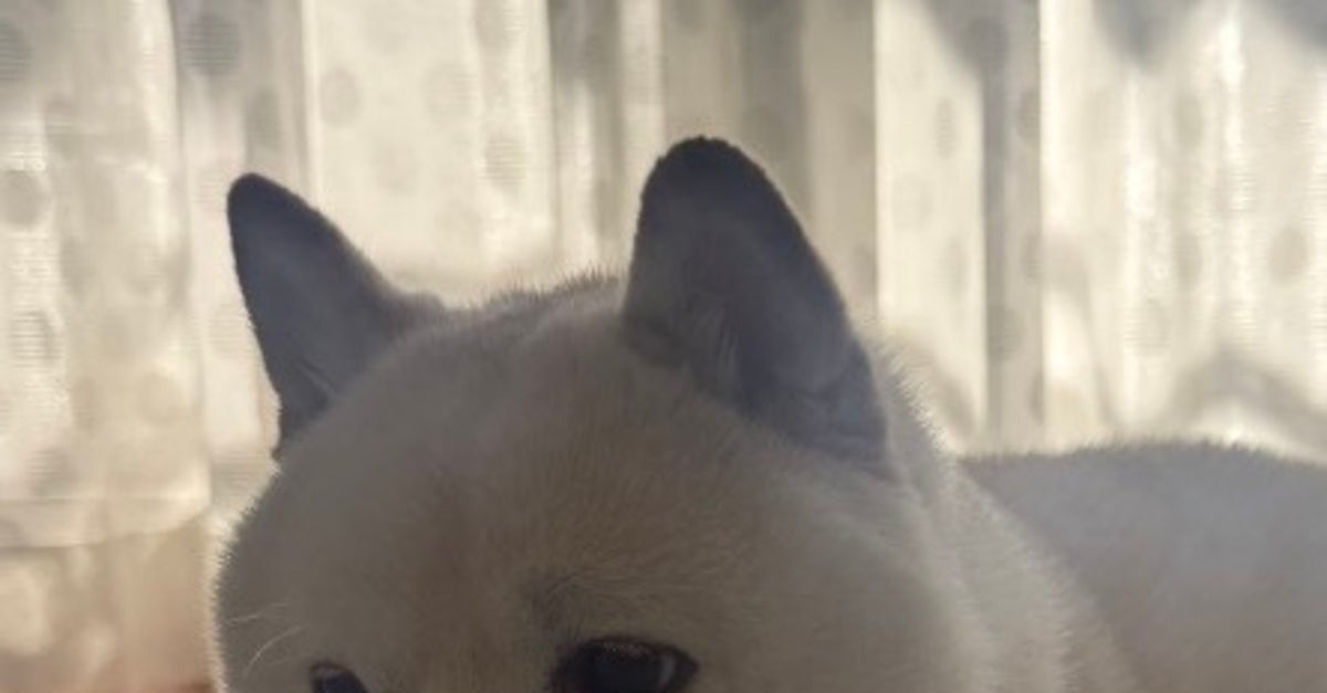 “猫みたいな座り方”をする犬に反響⇒「虚無感を湛えた目線も猫っぽい」「自認が猫の犬だ！」 | ハフポスト LIFE
