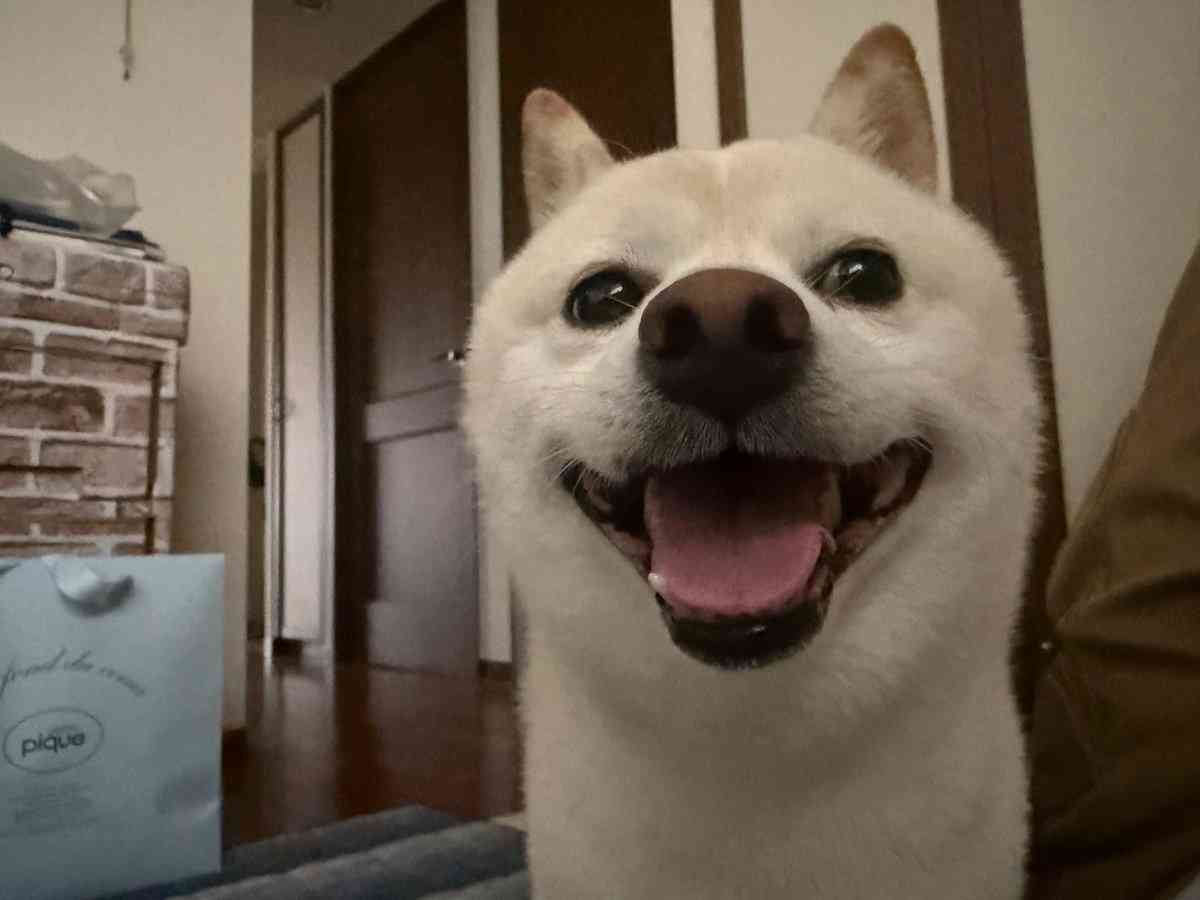 “猫みたいな座り方”をする犬に反響⇒「虚無感を湛えた目線も猫っぽい」「自認が猫の犬だ!」