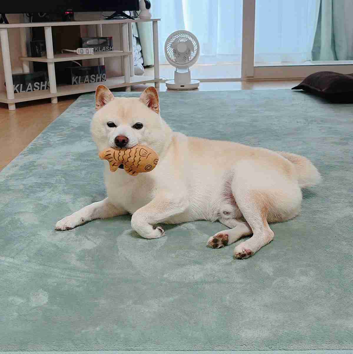“猫みたいな座り方”をする犬に反響⇒「虚無感を湛えた目線も猫っぽい」「自認が猫の犬だ!」