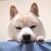 ルピア兄さん on X