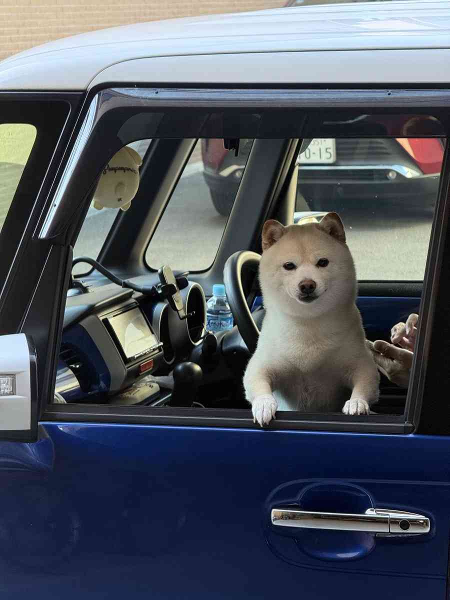 “猫みたいな座り方”をする犬に反響⇒「虚無感を湛えた目線も猫っぽい」「自認が猫の犬だ!」